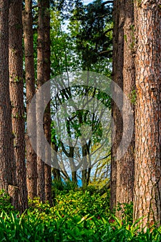 Pin Oak Trees at Delaire Graff Estate