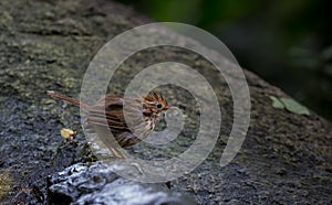 Pin-striped Tit Babbler Macronus gularis Standing furry on a rock in park