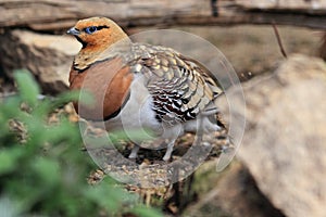 Pin-tailed sandgrouse