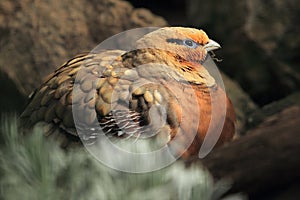 Pin tailed sandgrouse detail