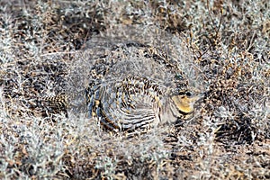 Pin-tailed sandgrouse female (Pterocles alchata) incubating the clutch in natural steppe habitats