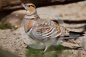 Pin-tailed sandgrouse (Pterocles alchata).