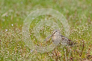 Pin-tailed snipe or pintail snipe ,Gallinago stenura, Sri Lanka, Asia. Bird in the grass.