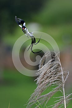 Pin tailed Whydah
