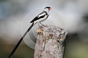 Pin-tailed Whydah