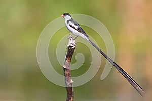 Pin-tailed Whydah