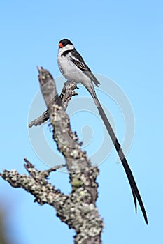 Pin-tailed Whydah (Vidua macroura)