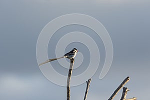 Pin-tailed whydah  Vidua macroura , with black back and crown, and a very long black tail