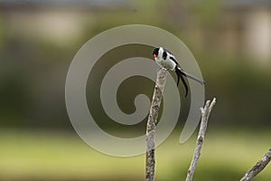 Pin-tailed whydah  Vidua macroura , head looking down