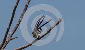 Pin-tailed whydah Vidua macroura , sitting on branch with black back and crown