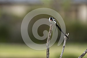 Pin-tailed whydah  Vidua macroura , with a very long black tail. Sitting high on branch