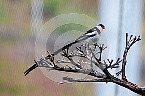 Pin-tailed whydahï¼ŒVidua macroura