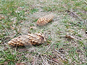 Pina on the floor in the garden in Storkow photo