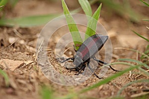 A pinacate beetle defends itself by lifting its rear and secreting a repulsive odor. photo