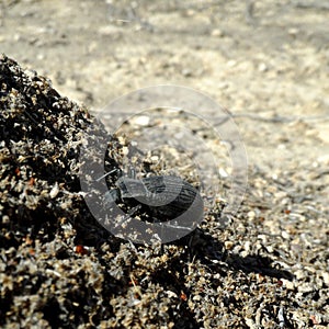 Pinacate beetle on top of anthill