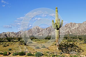 Desert of the Pinacate park near puerto peÃÂ±asco, sonora, mexico I photo