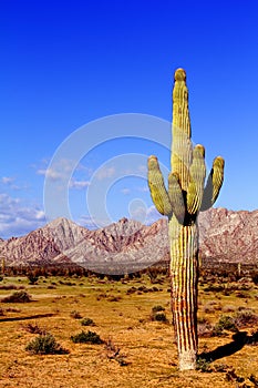 Desert of Pinacate park near puerto peÃÂ±asco, sonora, mexico VII photo