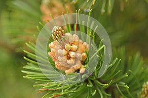 Pinaceae with cone and blossom photo