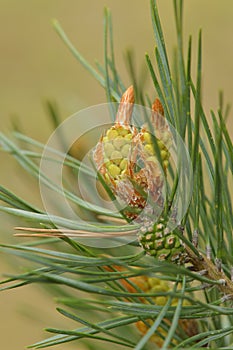 Pinaceae with cone and blossom photo