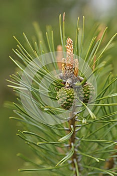 Pinaceae with cone and blossom photo