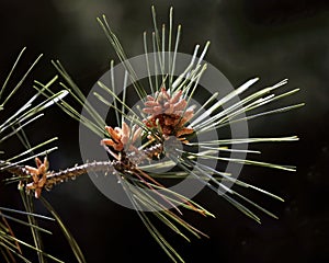 Pinaceae and cone photo