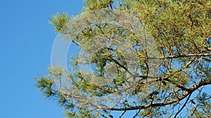 Pinaceae Family. Pinus. Pine Branches Swaying In The Wind.