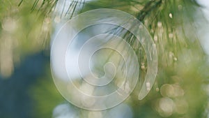 Pinaceae Family. Pinus. Pine Branches Swaying In The Wind. Bokeh. Out of focus.