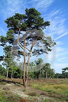 Pinaceae tree and heath in Europe photo