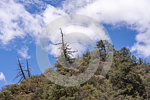 Pinacle of forested mountain in Los Padres National Forest, CA, USA