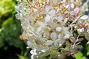 A pinacle spike of white and pink tipped hydrangeas