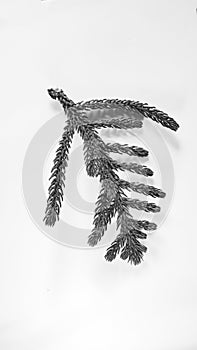 Pinales, leaves, black and white, as well as branches, on a white background, isolated