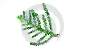 Pinales, leaves, green, including branches, on a white background, isolated