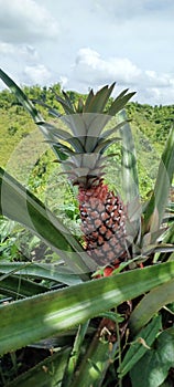 Pinaple at the mountain