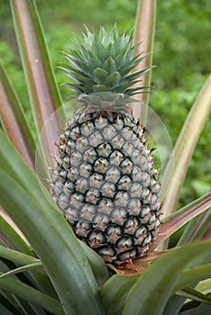 Pinaple in the wild