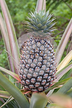 Pinaple in the wild