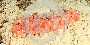 Pinapple sea cucumber
