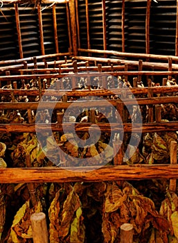Pinar del Rio: tabacco leaves drying in a hut