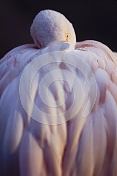 Pinbk Flamingo Resting