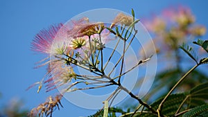 Pinc Acacia tree and flower photo