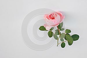 Pinc english rose flower at white background with copy space photo