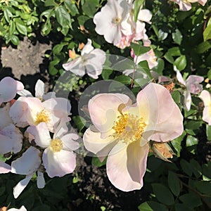 Pinc rose flower in garden , sort coffee