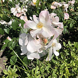 Pinc rose flower in garden , sort coffee