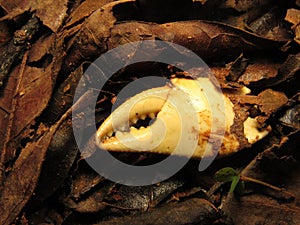 Pincer of a crab, dead limb found in forest