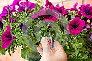 Pinch or cut away limp petunia flowers before they start seeding to encourage regrowth.