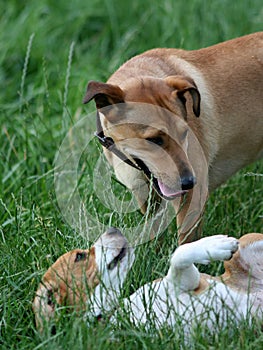 Pinch Patronizing Beagle Dog