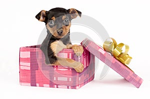 Pincher puppy in a Christmas gift box. photo