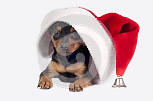 Pincher puppy with Santa hat. photo