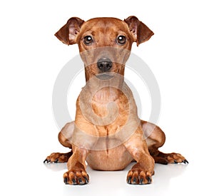 Pincher on white background