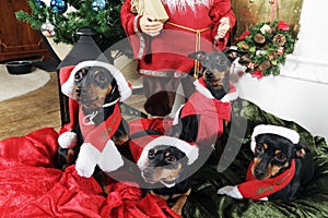 Pinchers, pets wishing merry christmas photo