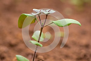 Pinching flowers. Pinching or snipping out a part of the new plants growth encourages plants to produce more flowers.